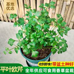 欧芹盆栽卷叶皱叶小香芹荷兰芹平叶欧芹法香可食用西餐料理盆栽