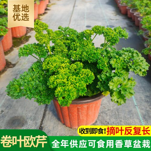 可食用新鲜荷兰芹欧芹阳台