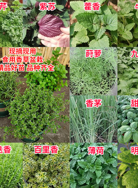 可食用香草成品盆栽非种子可开票