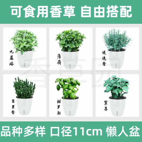 新鲜可食用香草盆栽自动吸水盆