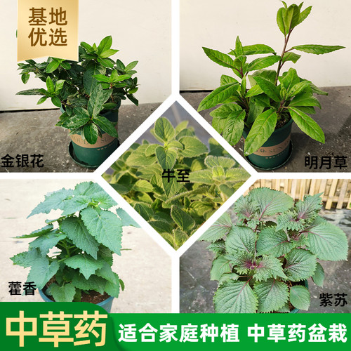 中草药盆栽20种大苗学校可以开票