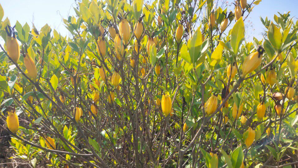 黄栀子树苗树桩新手练手桩高提根自然成长树桩苗会开花结果