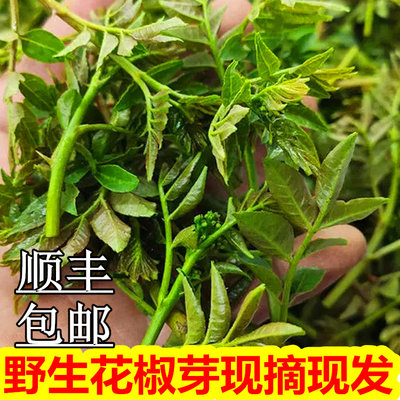 2024野生花椒芽新鲜芽叶菜农家菜野菜头茬花椒芽营养菜花椒芽叶