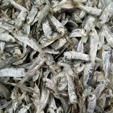 烟台小青皮海鱼鱼干小