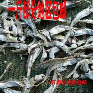 出口韩国汤鱼海燕鱼干海蜒鱼仔桂花鱼补钙锌鳀鱼大酱汤