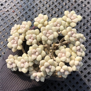 【丸叶姬秋丽】超多头大群生 多肉植物 肉嘟嘟可爱肉肉植物