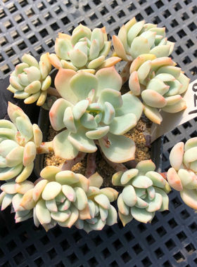 蜜桃格林多肉植物可爱阳台容易