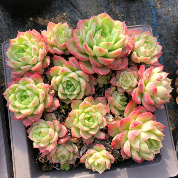 一物一拍酸橙辣椒多肉植物 小群生绿植花卉组合盆栽 办公室阳台趣,鲜花速递/花卉仿真/绿植园艺,多肉植物,淘宝优惠券,粉丝福利购,淘宝优惠卷