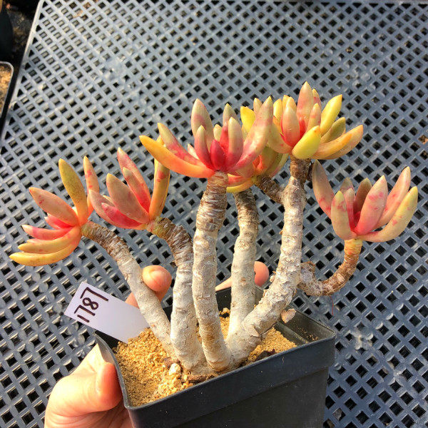 一物一拍 长叶红莲 老桩多肉植物 可爱肉肉阳台绿植花卉盆栽