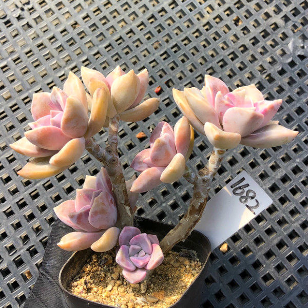 一物一拍 紫乐多肉植物 小桩群生绿植花卉盆栽 阳台庭院美观趣肉