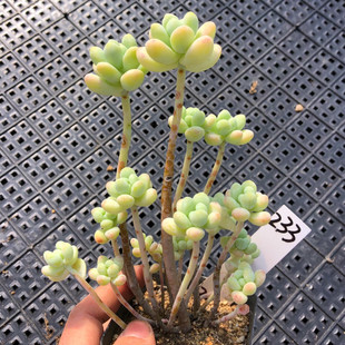 一物一拍 天使之泪多肉植物 老桩多头群生多肉 庭院露养绿植花卉