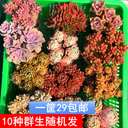 包邮~精选10颗多肉植物 2-3头群生多肉组合防辐射绿植花卉盆栽