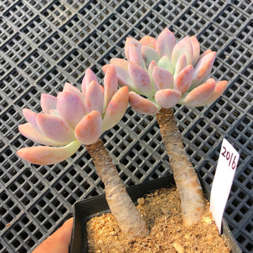 一物一拍老桩奥普琳娜多肉植物