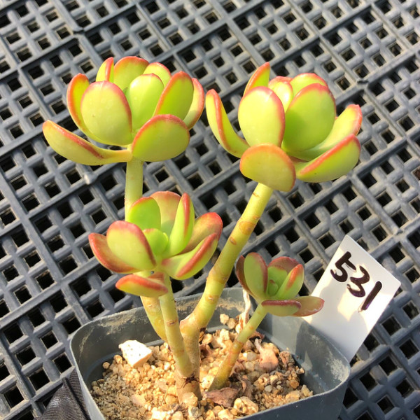 一物一拍 达摩宝珠多肉植物 小老桩群生绿植花卉组合盆栽招财肉肉
