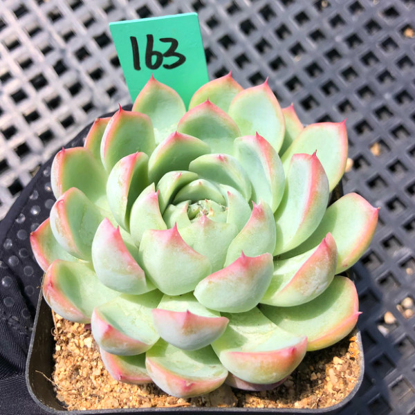 粉水晶阳台办公室内多肉植物