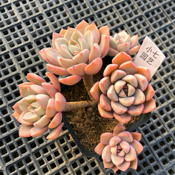 红粉佳人多头群生4-5多肉植物