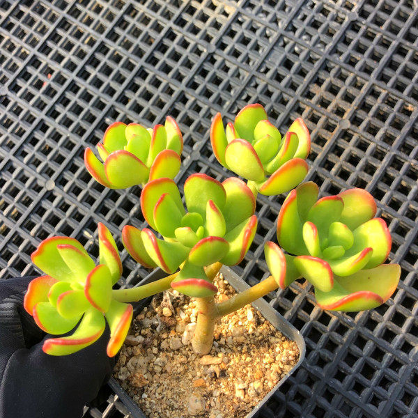 达摩宝珠 多肉植物 红边办公室内防辐射盆景花卉绿植可爱肉肉