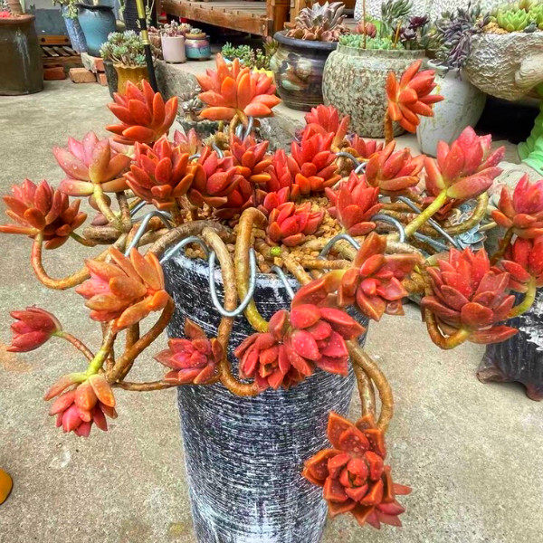 姬胧月 木质化老桩大群生 低价出售 大棚直销 满28包邮