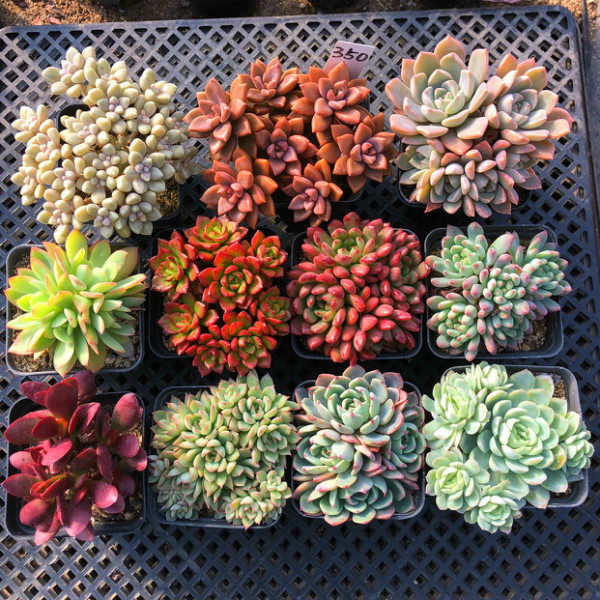 包邮 一物一拍 套餐组合多肉植物  多头群生室内盆景花卉绿植肉肉,鲜花速递/花卉仿真/绿植园艺,多肉植物,淘宝优惠券,粉丝福利购,淘宝优惠卷