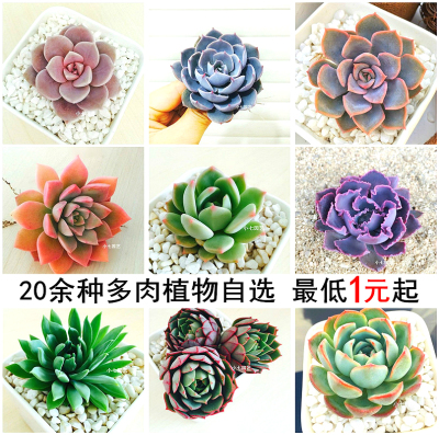 绿植景天科防辐射微型多肉植物
