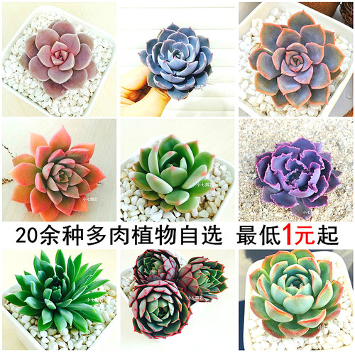 绿植景天科防辐射微型多肉植物