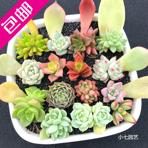 包邮 30个品种叶插苗多肉植物组合套餐 室内景观盆栽防辐射