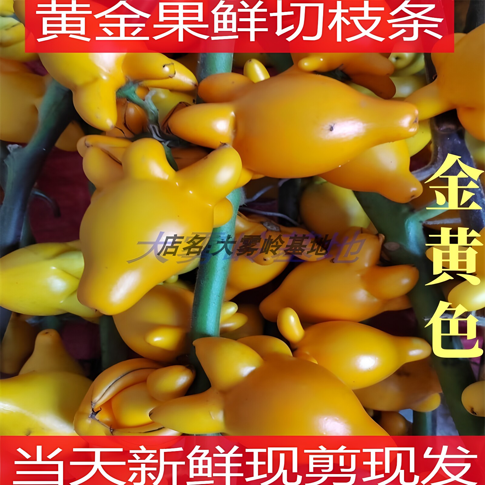 五代同堂果黄金果鲜花速递新鲜福禄果植物基地直发成熟耐放久时间