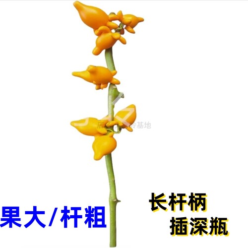 超长杆插深瓶五代果花卉基地直销