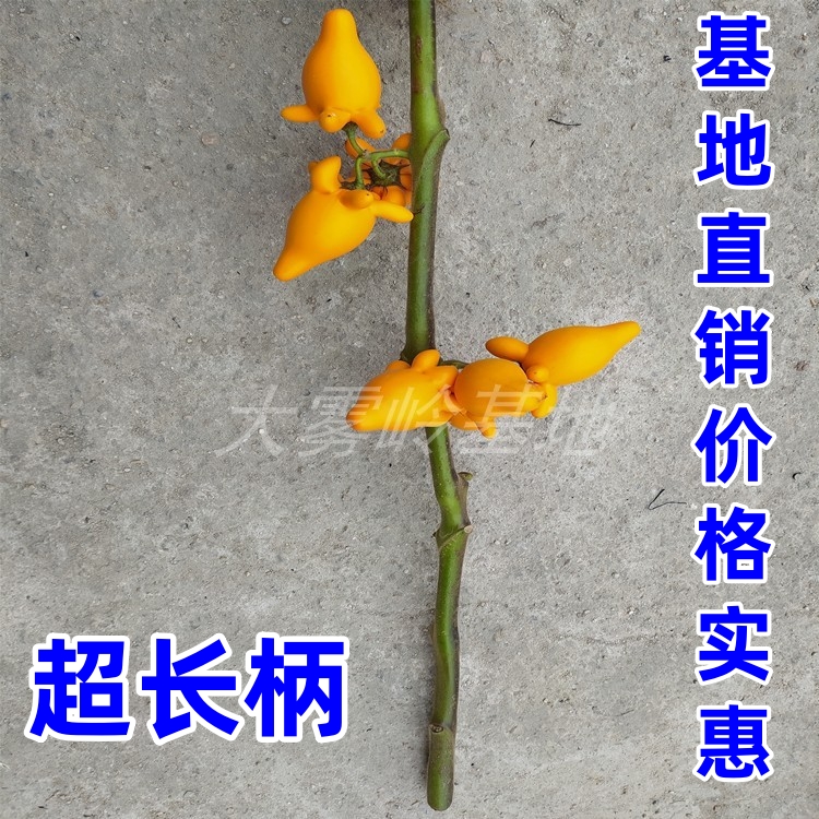 专门插深瓶黄金果盆栽大雾岭新鲜