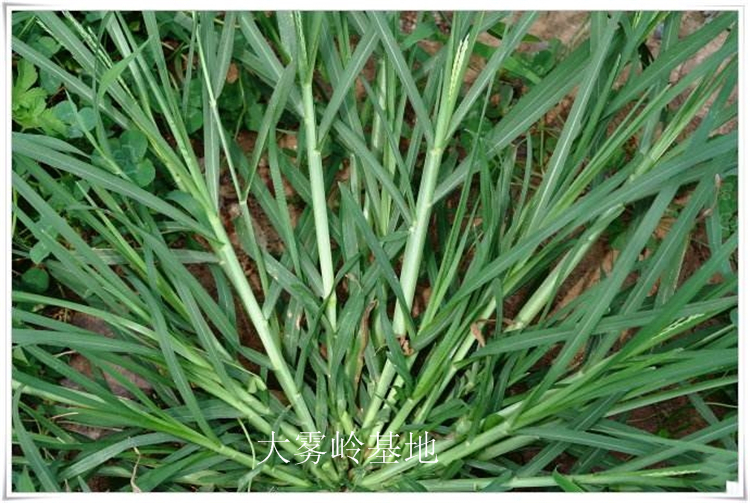 山村山区牛筋草新鲜农村蟋蟀草乡下千千踏鸡爪粟牛茄草中草药