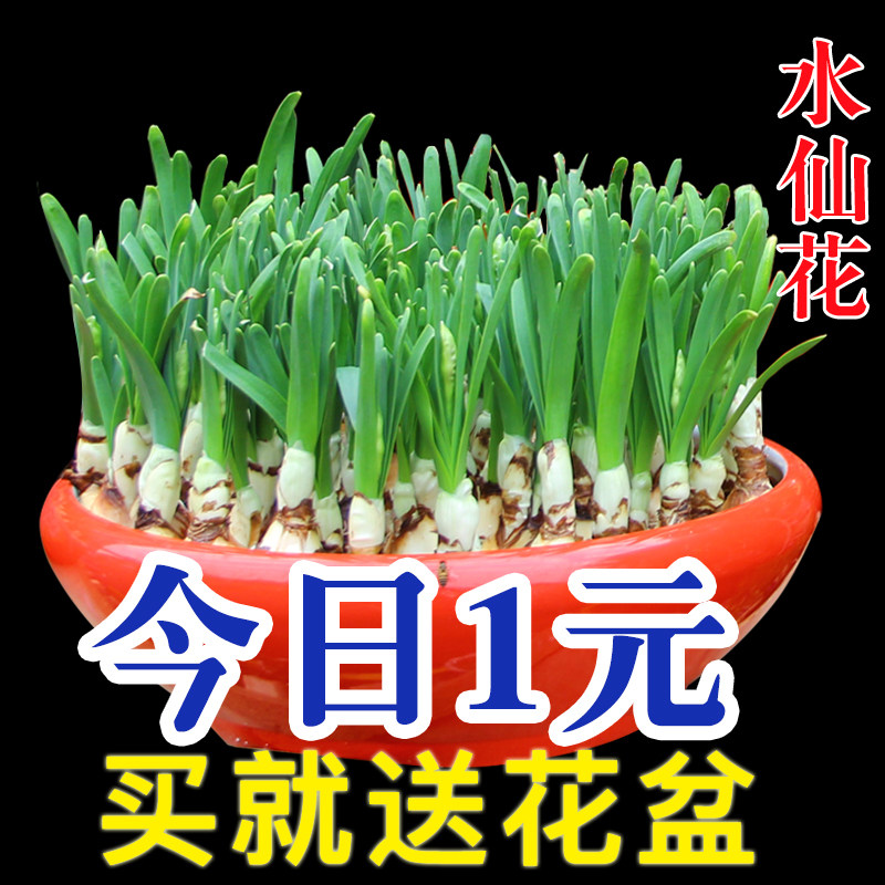 水仙花种球水培室内四季水养花卉盆栽植物百合花种子洋风信子种球
