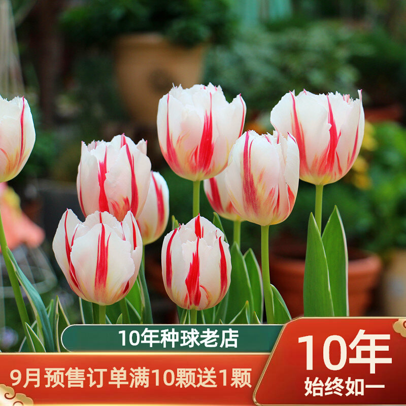 种球四季自然盆栽耐寒种子10球花卉颗花苗土水培郁金香冬春秋