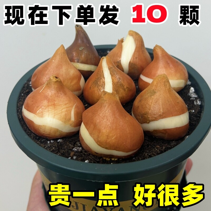 进口郁金香大种球绿植物种子花苗水养土培盆栽四季室内外阳台花籽