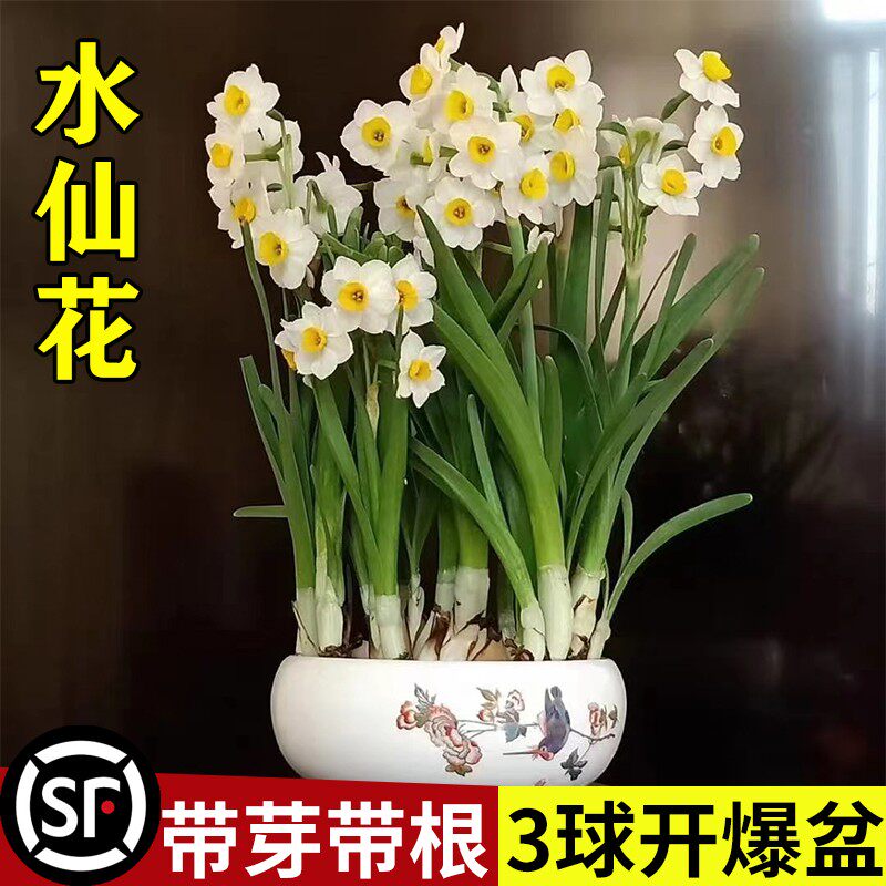 漳州水仙花种球盆栽水养带花苞风信子四季开年宵花卉植物室内好养