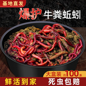 活饵蚯蚓大盒100条装 鲜活虫饵野钓鲫鱼鲤鱼饵料黑坑通杀垂钓鱼饵