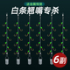 新型白条七星串钩钓组七星钩金袖 小翘嘴海杆白光金钩线组饵笼套装