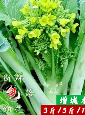 正宗增城迟菜心农产品
