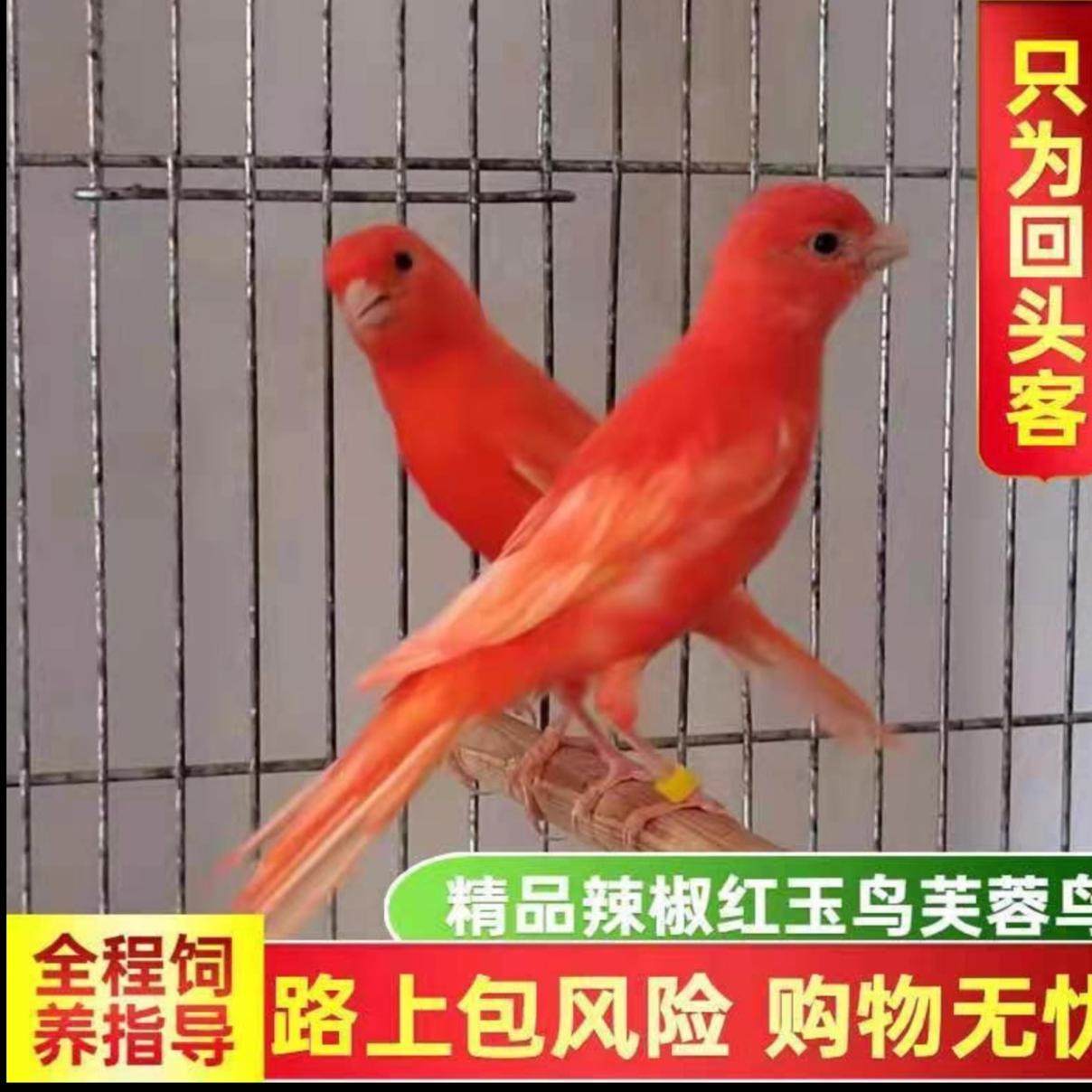 活体玉鸟绿桂皮芙蓉鸟山东黄玉鸟白玉鸟鸣唱鸟辣椒红玉鸟扬州玉鸟