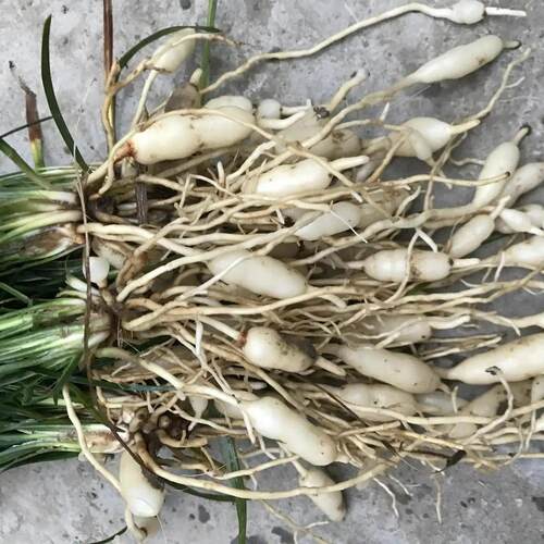 天然麦冬苗药用麦冬苗块根麦冬苗食用绿化苗四季新鲜