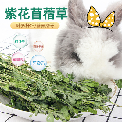 苜蓿草干草幼兔兔子新鲜提摩西草