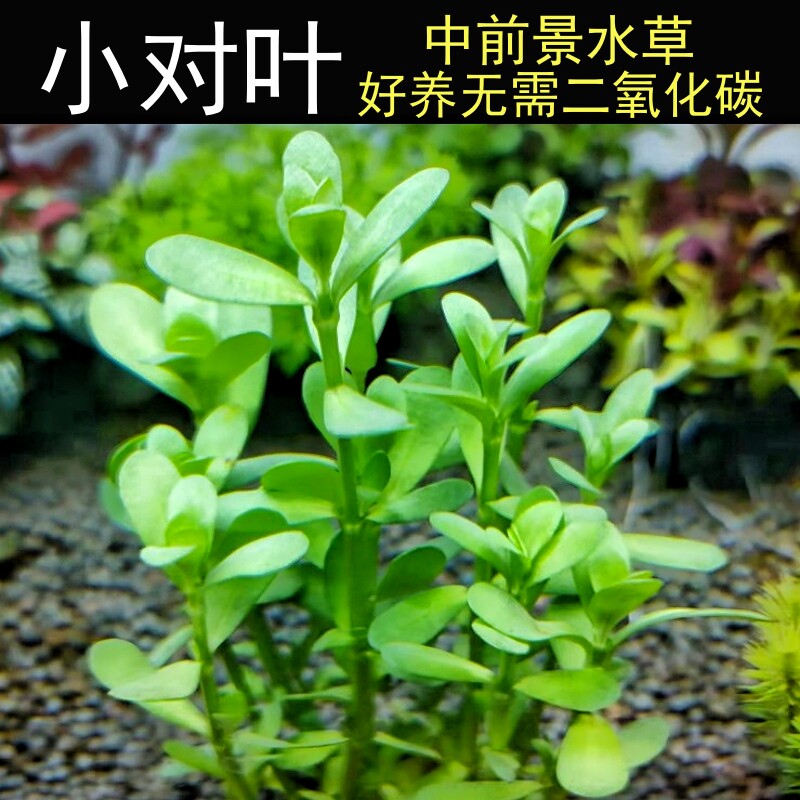 小对叶水草水下叶阴性淡水中前景