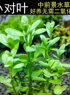 小对叶水草水下叶阴性淡水中前景真水草鱼缸造景水培活体植物懒人