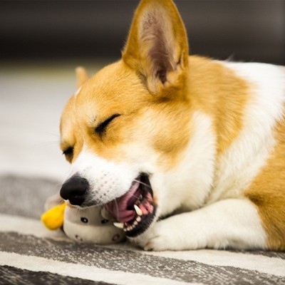 GiGwi贵为狗玩具授勋系列毛绒叫叫公仔发声解闷中小型犬幼犬宠物