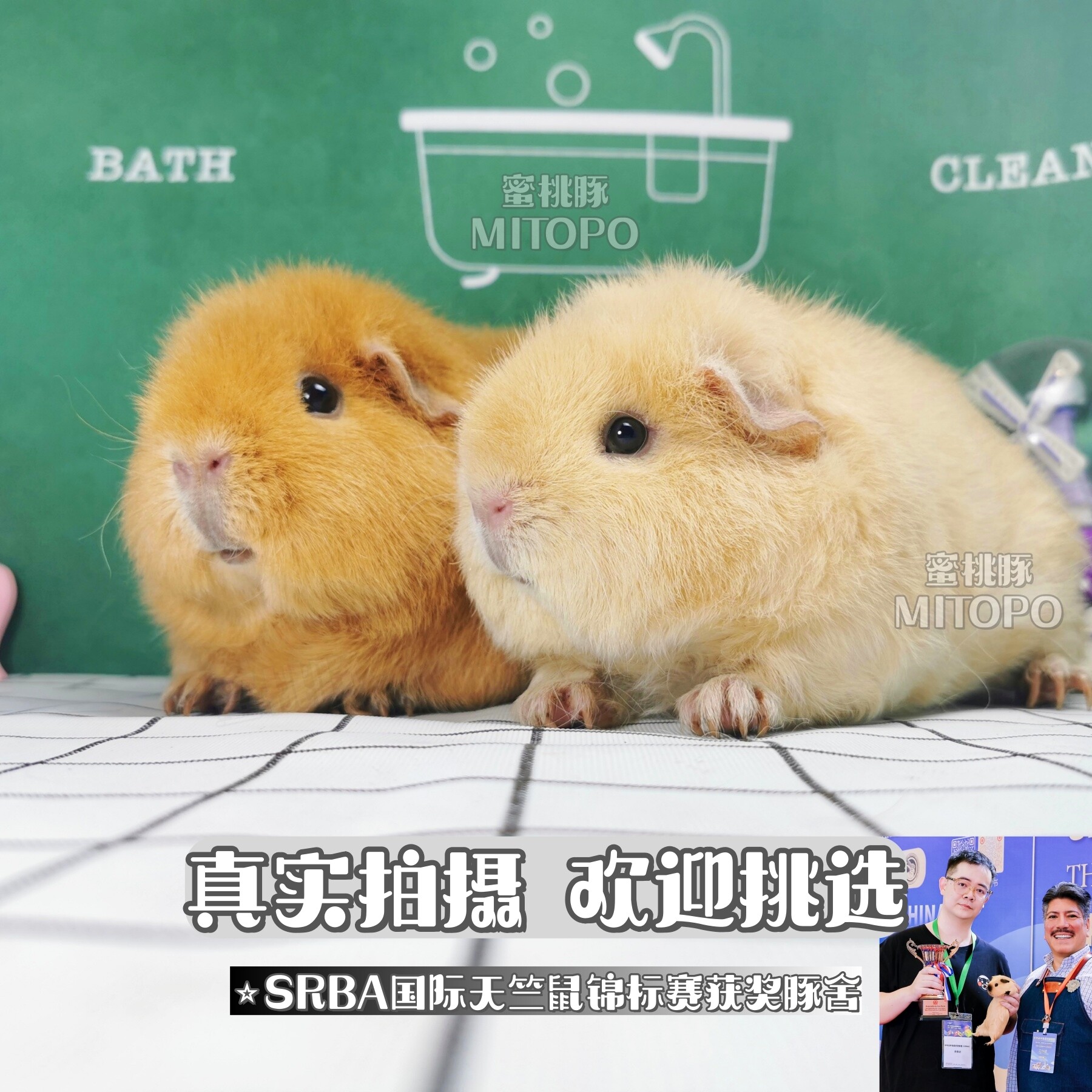 荷兰猪活物宝宝宠物卷毛美泰荷兰鼠豚鼠活体幼崽奶黄英短加州家养