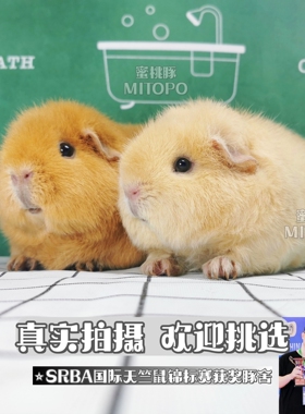 荷兰猪活物宝宝宠物卷毛美泰荷兰鼠豚鼠活体幼崽奶黄英短加州家养