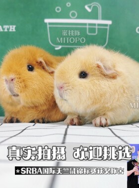 卷毛泰迪荷兰猪宝宝英短