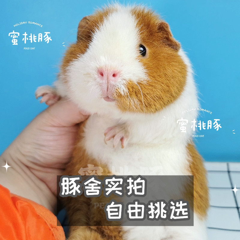 红白美国泰迪荷兰猪活物稀有高端豚鼠活体幼崽豚舍实拍自家繁育