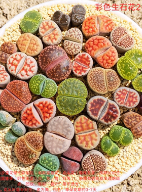 多肉植物彩色生石花组合套餐大尺寸多肉母本室内绿植盆栽