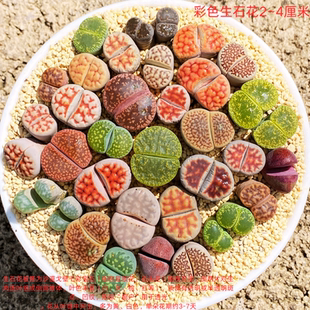 多肉植物彩色生石花组合套餐大尺寸多肉母本室内绿植盆栽