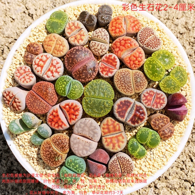 多肉植物彩色生石花组合套餐大尺寸多肉母本室内绿植盆栽